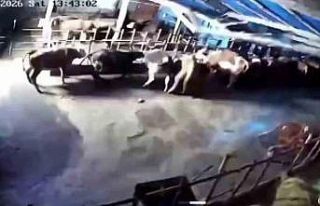 Sivas’ta ahır çöktü, o anlar güvenlik kamerasına...