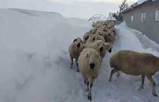 Sivas’ta kar kalınlığı yer yer 2 metreyi aştı,...