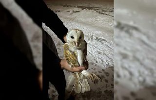 Soğuklardan kaçıp ahıra sığındı