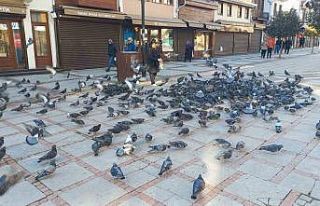 Soğukta üşüyen kuşlar için 5 kilometrelik şefkat...