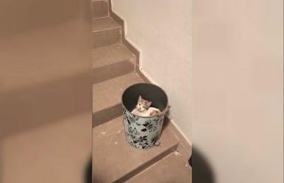 Soğuktan korunmak isteyen kedi çöp kutusuna sığındı
