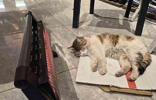 Soğuktan üşüyen kedi elektrikli ısıtıcının...