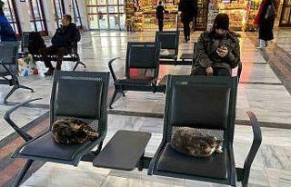 Soğuktan üşüyen sokak kedileri tren garına ısındı