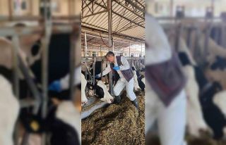 Söke TAYEM’de tüberküloz ve brucella taraması...