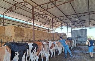 Söke’de 8 mahallede şap karantinası kaldırıldı