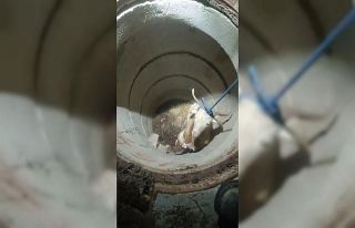 Su kuyusunda mahsur kalan keçiyi itfaiye kurtardı