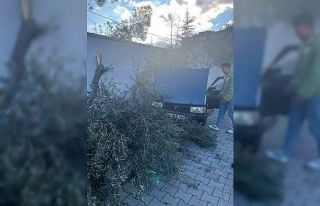 Süratli otomobil önce ağaca sonra duvara çarptı