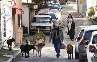 Sürü halindeki başıboş köpekler ekipleri görünce...