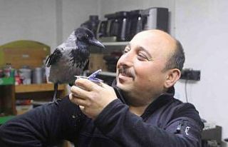 Tamirci çırağı karga