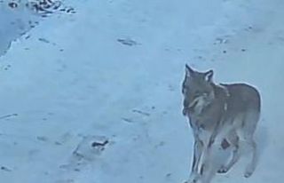 Tatvan’da gündüz vakti kurt görüldü