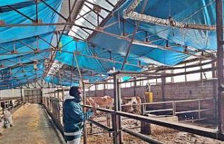 Tavşanlı’da hayvancılık işletmelerine yönelik...