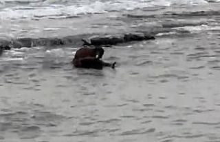 Tekirdağ kıyılarında su samuru görüntülendi