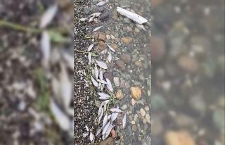 Tekirdağ Malkara’da barajda balık ölümleri tedirgin...