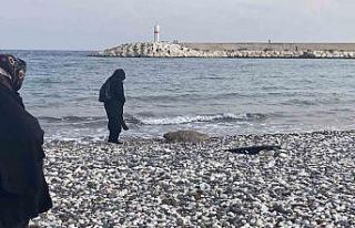 Telef olan caretta caretta halk plajına vurdu