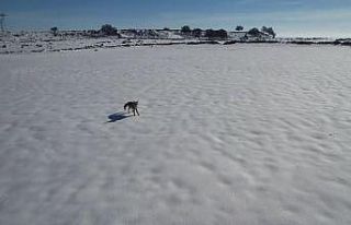 Tilki ile dronun eğlenceli mücadelesi kameraya yansıdı