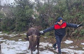 Tokat’ta su kuyusuna düşen inek kurtarıldı