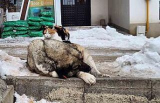 Tunceli’de kedi ile köpeğin dostluğu içleri...