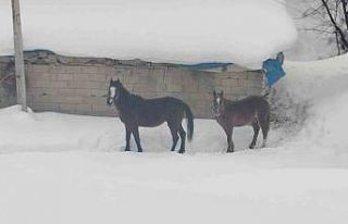 Türkiye-İran sınırında terk edilen 2 at kurtarıldı