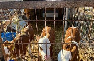 Üçüz buzağılara altınlı tebrik