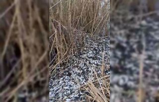 Uluabat Deresi’nde binlerce balık ölü bulundu