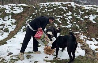 Uludağ’da aç kalan köpeklerin imdadına hayvanseverler...