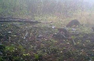 Uludağ’da sisler arasında anne yaban kedisi ve...