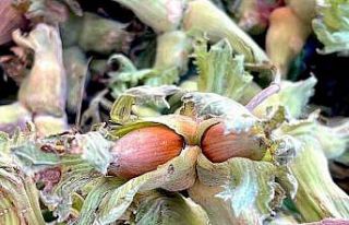 Uludağ’ın fındığı destek bekliyor