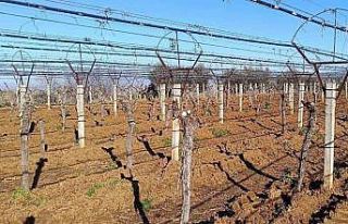 Üzüm üreticisi yenilik peşinde