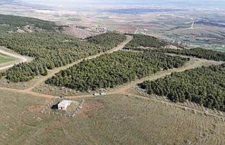 Vahşi cinayet zanlısı önce boğmuş sonra 2 gün...