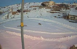 Vaşaklar ile kurtlar arasındaki kovalamaca kamerada