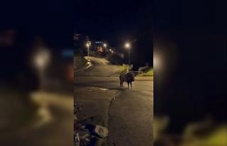 Yaban domuzları yerleşim alanında yiyecek aradı