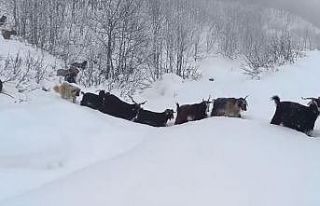 Yaban domuzunun saldırısına uğrayan çoban kameraya...