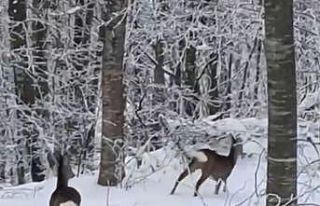 Yaban hayvanları için dağa çıktı, iki geyikle...