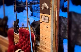 Yabani yılkı atları evine kadar geldi, ortaya samimi...