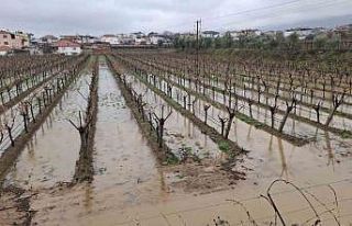 Yağmurlar bağcıların yüzünü güldürdü