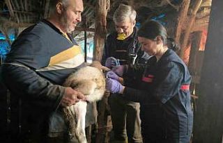 Yalova’da hayvan sağlığına yönelik çalışmalar...
