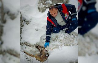 Yaralı halde bulunan kurt tedavi altına alındı