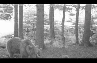 Yavru ayı zıplayarak ailesinin peşinden koştu