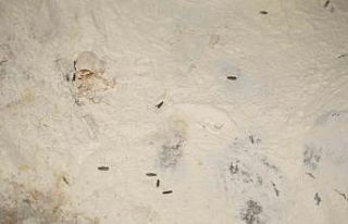 Yenişehir Belediyesi’nden YESAŞ’a hijyen cezası