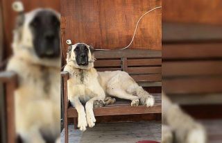 Yerleşim yerinde açılan ateş köpeği vurdu, inceleme...