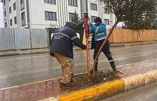Yeşil alanlarda mevsimlik bakım ve güçlendirme...