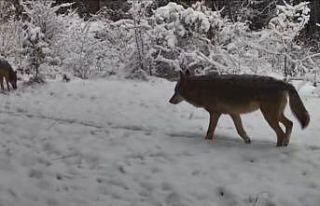 Yiyecek arayan vaşak ile kurtlar fotokapana yansıdı