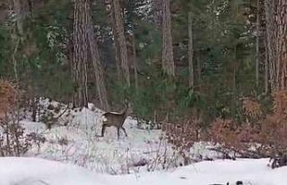 Yiyecek arayan yaban hayvanları karlı yollara indi