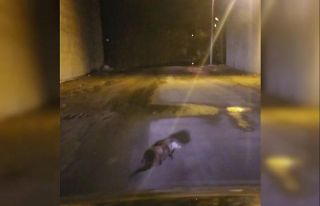 Yol ortasındaki su samuru görüntülendi