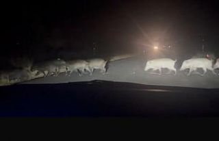 Yolun karşısına geçen domuz sürüsü şaşırttı