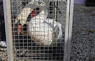 Yolunu şaşıran kuğu, Ankara’da bir evin bahçesine...