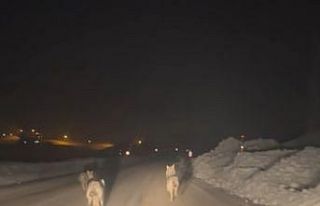 Yüksekova’da aç kalan kurt sürüsü köy yoluna...