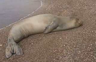 Yunanistan’dan kaçıp Antalya’da sahilde hareketsiz...