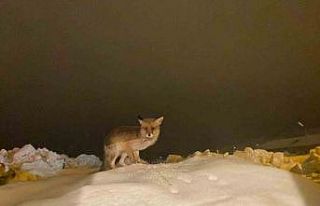 Aç kalan tilkiye şefkat eli: "O yedikçe ben...