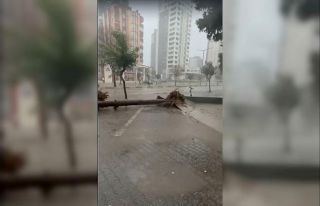 Adana’da fırtına ağaçları yerinden söktü